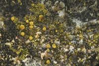 Candelariella vitellina