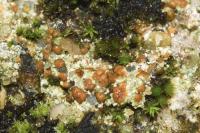 Protoblastenia rupestris