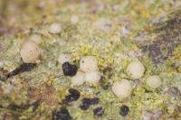 Lecania naegelii
