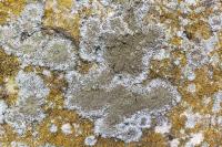 Physconia grisea subsp. grisea