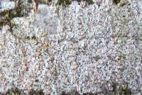 Mycoporum antecellens