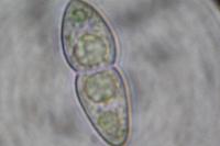 Mycoporum antecellens