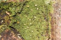 Coenogonium pineti