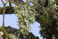 Ramalina fraxinea