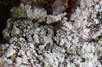 Lepraria caesioalba
