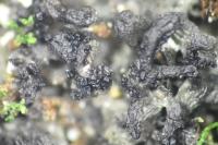 Scytinium turgidum