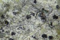 Lecania polycycla