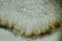 Lecania polycycla