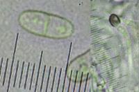 Lecania polycycla