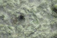 Peridiothelia fuliguncta