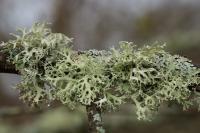 Evernia prunastri