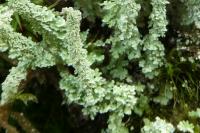 Cladonia squamosa