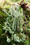 Cladonia squamosa