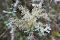 Usnea