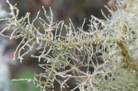 Usnea