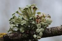 Ramalina fastigiata