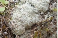 Lepraria diffusa var. diffusa