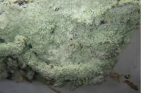 Lepraria eburnea