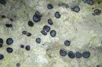 Sarcogyne belarusensis