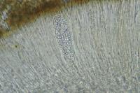 Sarcogyne belarusensis