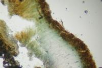 Sarcogyne belarusensis