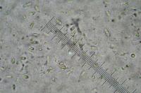 Sarcogyne belarusensis
