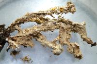 Ramalina farinacea
