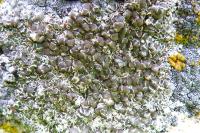 Polyozosia albescens