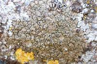 Verrucaria furfuracea