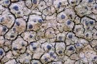 Verrucaria furfuracea