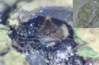 Verrucaria furfuracea