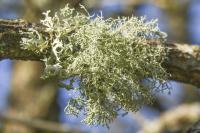 Usnea esperantiana