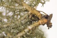 Usnea esperantiana
