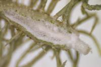 Usnea esperantiana