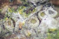 Gyalecta liguriensis