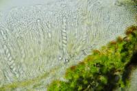 Gyalecta liguriensis