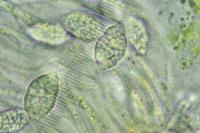 Gyalecta liguriensis