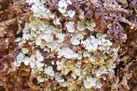 Normandina pulchella