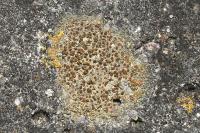 Gyalolechia flavovirescens