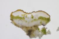 Gyalolechia flavovirescens