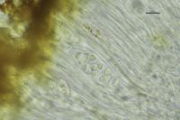 Gyalolechia flavovirescens