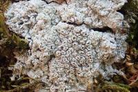 Pertusaria hymenea