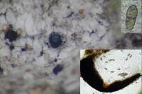 Peridiothelia fuliguncta