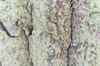Lecanora expallens