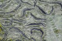 Graphis pulverulenta