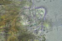 Arthonia didyma