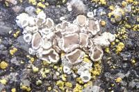 Polyozosia albescens