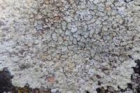 Protoparmeliopsis muralis