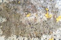 Catillaria nigroclavata