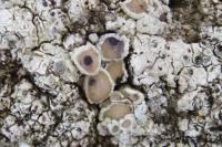 Arthonia apotheciorum